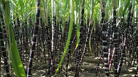 கரும்பை அறிமுகம் செய்தவர்கள் தமிழர்