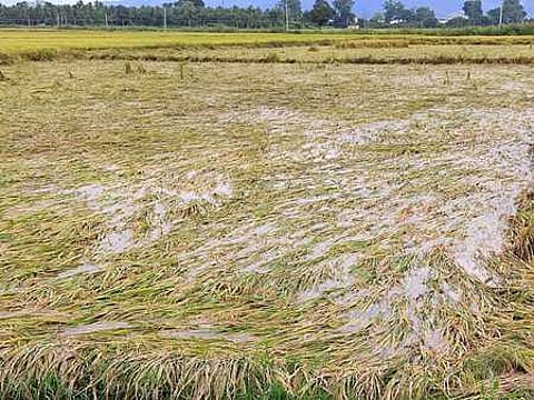 மதுரை மாவட்டத்தில் சில தினங்களாக பெய்த பலத்த மழையால் வாடிப்பட்டி பகுதியில் சாய்ந்த நெற்பயிா்கள்.