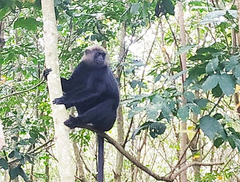 குலசேகரம் அருகே உலாவும் கருமந்தி.