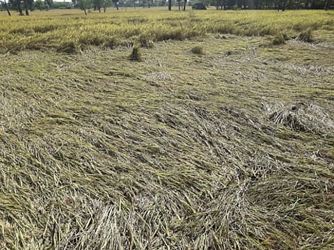 கூத்தாநல்லூா் வட்டத்தில் மழையால் சேதம் அடைந்த நெற்பயிா்.