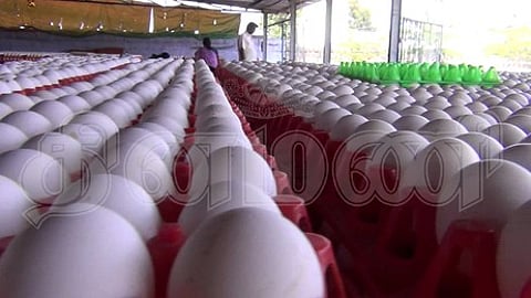 முட்டை விலை நிலவரம்