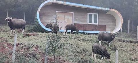 உதகை தொட்டபெட்டா சாலைப் பகுதியில் வியாழக்கிழமை பகலில் சுற்றிக் கொண்டிருந்த காட்டெருமைக் கூட்டம்.