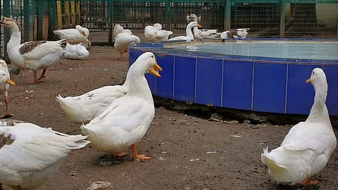 வஉசி பூங்காவில் பறவைகளின் உடல்நிலை கண்காணிக்க வன உயிரியல் ஆர்வலர்கள் வேண்டுகோள்