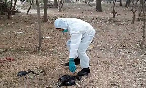 இந்தியாவிலிருந்து கோழி இறக்குமதிக்கு நேபாளம் தடை