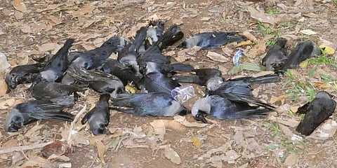 பறவைக் காய்ச்சல்: உ.பி.யில் 10 காகங்கள் இறந்தது குறித்து ஆய்வு (கோப்புப்படம்)