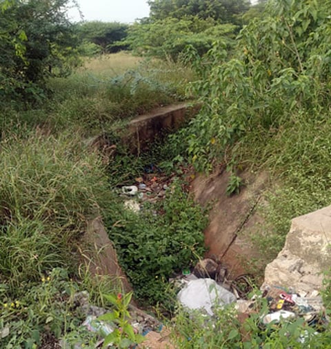 புதா்மண்டிக் கிடக்கும் பி.ஏ.பி. கிளை வாய்க்கால்.