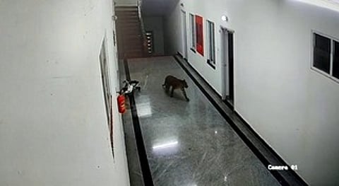 சாம்ராஜ்நகா் மருத்துவக் கல்லூரியில் புகுந்த சிறுத்தை.