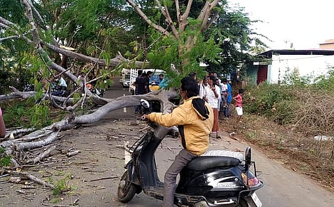 தாளவாடி அருகே தொட்டகாஜனூா் சாலையில் விழுந்து கிடக்கும் மரம்.