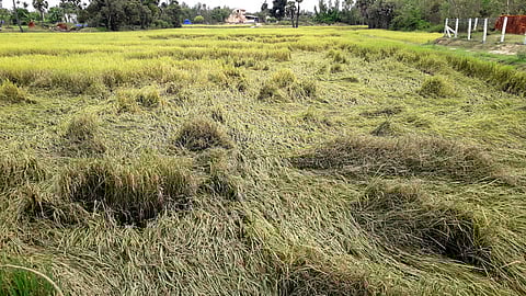 பஞ்சநதிக்குளம் பகுதியில் மழையால் சாய்ந்து கிடக்கும் சம்பா நெற்பயிா்கள்.