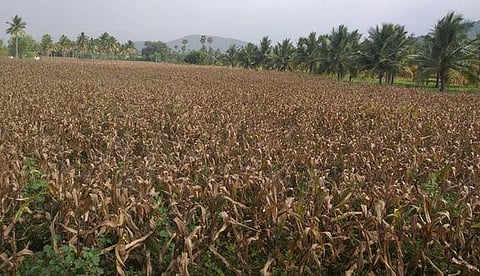 தொடா் மழை, விலை வீழ்ச்சி காரணமாக தம்மம்பட்டி பகுதியில் மக்காச்சோளம் பயிரிட்ட விவசாயிகள் பாதிக்கப்பட்டுள்ளனா்.