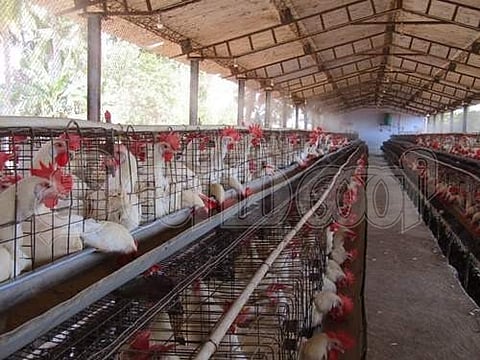 முட்டைக் கோழி பண்ணை