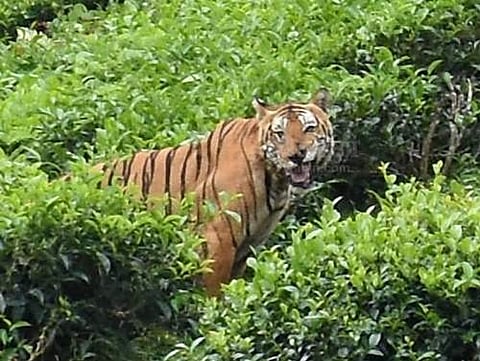 8 நாள்களுக்குப் பின் சிசிடிவி கேமராவில் பதிவானது புலி