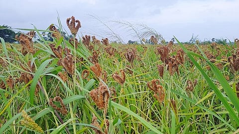 கேழ்வரகு.
