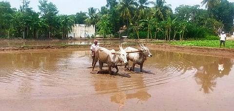 வாழப்பாடியை அடுத்த முத்தம்பட்டியில் நெல் பயிரிடுவதற்கு, காளைகளைக் கொண்டு நிலத்தை சீரமைக்கும் விவசாயி.