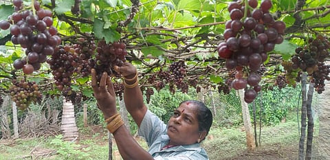 தொடர் மழை: விலை குறைவால் திராட்சை விவசாயிகள் கவலை