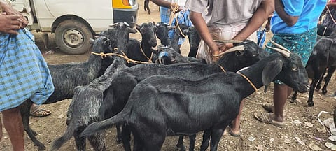 கொளத்தூர் வார சந்தையில் ரூ. 5 லட்சத்துக்கு ஆடுகள் விற்பனை