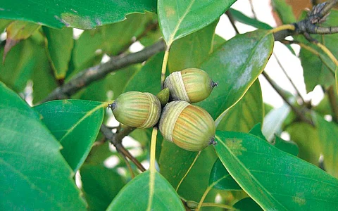 மரங்களின் வரங்கள்!: குழந்தைகளின் நண்பன் - மாசிக்காய் மரம்