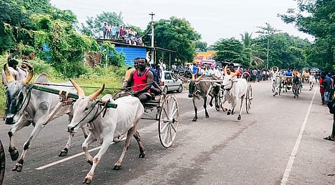 இரட்டை மாட்டு வண்டி பந்தயத்தில் சீறிப்பாய்ந்த காளைகள்.