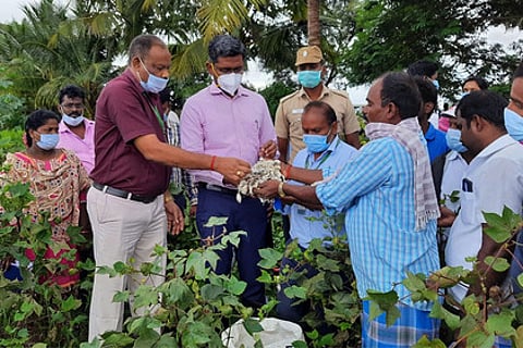 பருத்தி சேதம்: ஆட்சியா் ஆய்வு