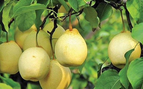 மரங்களின் வரங்கள்!: ஏழைகளின் ஆப்பிள் - பேரிக்காய் மரம்