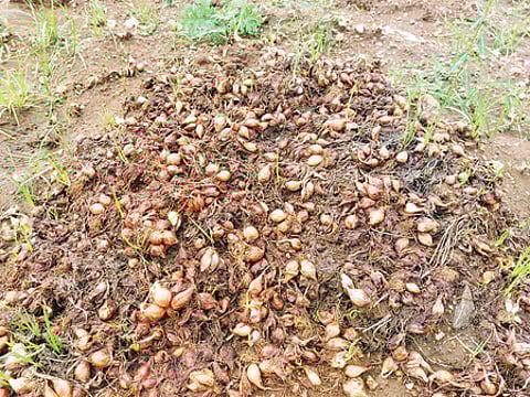 பெரம்பலூா் மாவட்டம், நாட்டாா்மங்கலம் கிராமத்தில் அறுவடை செய்யப்பட்டு முளைத்து வரும் சின்ன வெங்காயம்.