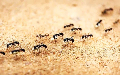 கிளர்ந்தெழுங்கள் தோழர்களே! - 23: வழிகாட்டும் வல்லவர்!