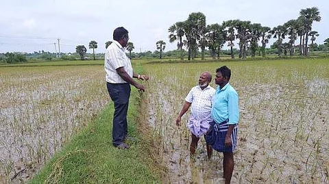 வெள்ளத்தால் பாதிக்கப்பட்ட விளைநிலங்கள்.