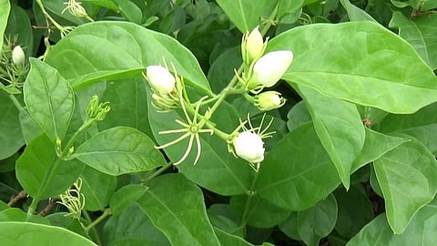 சத்தியமங்கலத்தில் சாகுபடி செய்யப்பட்டுள்ள மல்லிகைப் பூ.