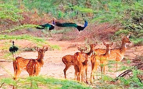 விவசாயியின் விருந்தாளிகள்!