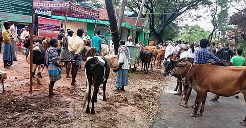 செறுதியூா் ஊராட்சியில் நடைபெற்ற கால்நடைகளுக்கான கோமாரி நோய்த் தடுப்பூசி முகாம்.
