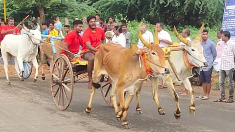 மாட்டு வண்டி எல்கை பந்தயத்தில் பங்கேற்ற மாடுகள்.