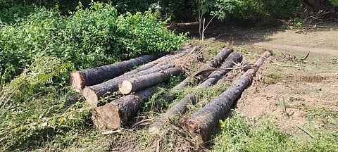 ராணிப்பேட்டை அருகே மர்ம நபர்கள் வெட்டி சாய்த்த சாலையோரம் இருந்த 15 பனை மரங்கள்