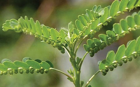 கீழா நெல்லியின் மருத்துவகுணங்கள்!