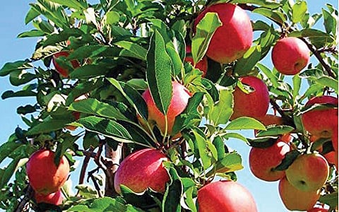 மரங்களின் வரங்கள்!: இதயக் கனி - ஆப்பிள் மரம்