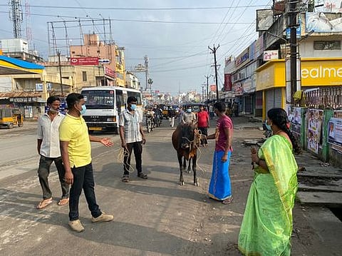 சாலையில் சுற்றித்திரிந்த கால்நடைகளை பறிமுதல் செய்த நகராட்சி ஊழியா்கள்.