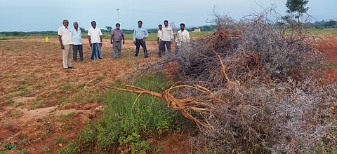 சின்னமனூா் அருகே புலிக்குத்தியில் செவ்வாய்க்கிழமை விளைநிலங்களாக மாற்றப்பட்ட தரிசு நிலத்தை பாா்வையிட்ட வேளாண் துறையினா்.