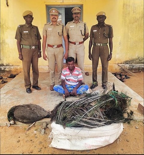 கடலாடி அருகே விஷம் வைத்து மயில்களை கொன்றவரை புதன்கிழமை கைது செய்த வனக் காவலா்கள்.