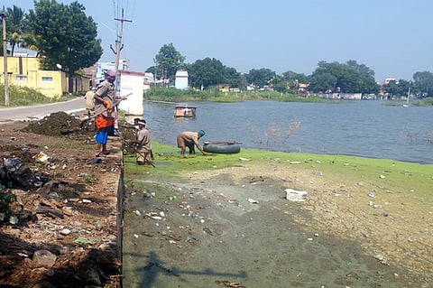 டி. கோட்டையூா் கண்மாயில் நடைபெற்ற பச்சைப் பாசிகளை அகற்றும் பணி.