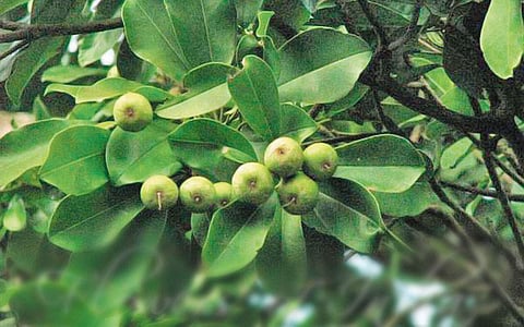 மரங்களின் வரங்கள்!: துப்பாக்கி குண்டு மரம் - பாலா மரம்