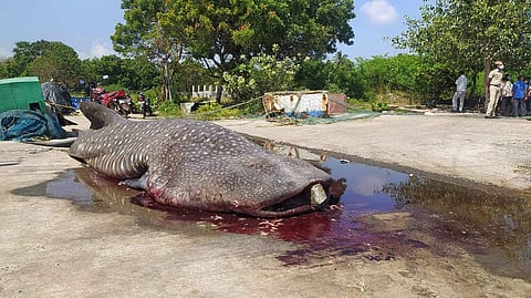 புதுச்சேரியில் கரை ஒதுங்கிய திமிங்கிலம்