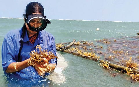 கடலில் சாகுபடி...!