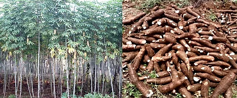 மரவள்ளிக் கிழங்கு.