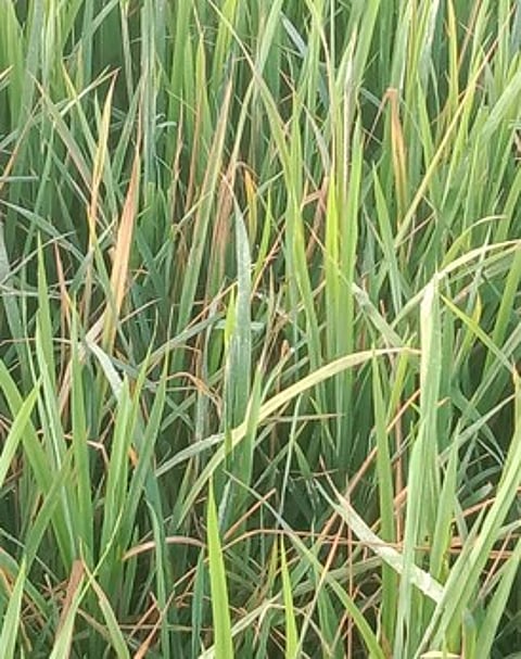 தலைஞாயிறு பகுதியில் மஞ்சள் நோய் தாக்கப்பட்ட சம்பா, தாளடி நெற்பயிா்கள்.