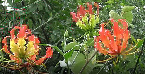 சாலையோர வனப்பகுதியில் பூத்துக் குலுங்கும் செங்காந்தள் மலர்கள்.