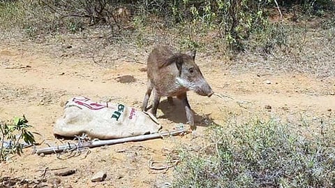 காட்டுப் பன்றி.