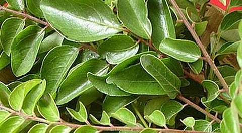 பெட்ரோல், டீசல் விலை உயர்வைத் தொடர்ந்து இலவசமாக கேட்டு வாங்கும் கறிவேப்பிலை ரூ.150 ஆக உயர்வு