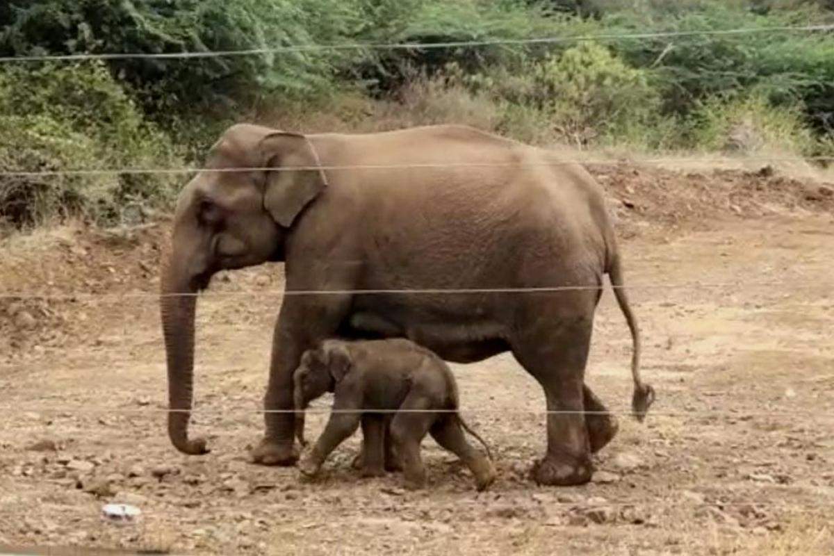 யானைகள் வழித்தடமாக இருக்கும் கவுண்டம்பாளையம்