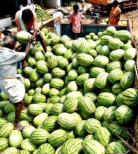 சீசன் தொடங்கியதை தொடர்ந்து திண்டிவனத்தில் இருந்து சேலம் சத்திரம் பகுதியில் விற்பனைக்கான வாரியில் இறக்குமதியாகும் தர்பூசணி.