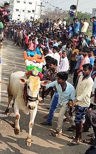 எருது விடும் விழாவில் இலக்கை நோக்கி சீறிப் பாய்ந்த காளை.