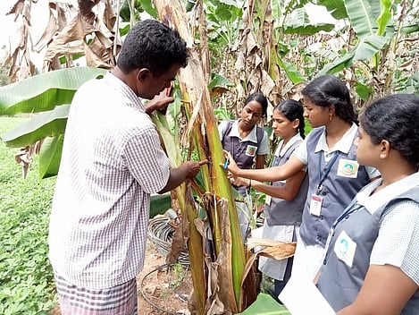 மேலநாகையில் தோட்டக்கலை பயிற்சி பெறும் கல்லூரி மாணவிகள்.